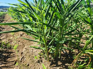 이상윤 님의 10월 농사 성적 자랑하기 · 참여글 작성글 사진