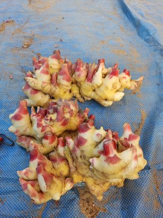 이상윤 님의 10월 농사 성적 자랑하기 · 참여글 작성글 사진