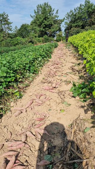 박순덕님의 고구마 · 자유게시판 작성글 사진