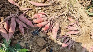 박순덕님의 고구마 · 자유게시판 작성글 사진