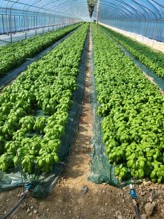 정동환님의 10월 농사 성적 자랑하기 · 참여글 작성글 사진