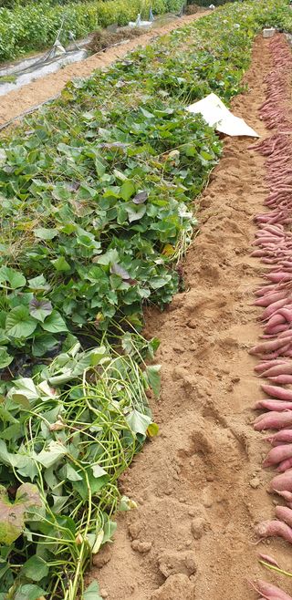 조현석님의 고구마 · 영농일지 작성글 사진