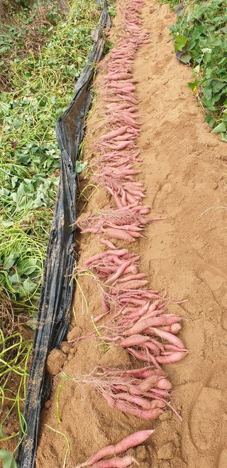 조현석님의 고구마 · 영농일지 작성글 사진