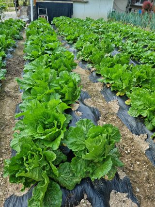 김현정님의 10월 농사 성적 자랑하기 · 참여글 작성글 사진