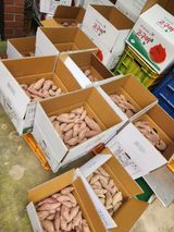 팜모닝 고구마·영농일지 게시글 이미지