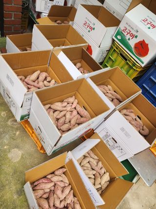 최군환님의 고구마 · 영농일지 작성글 사진