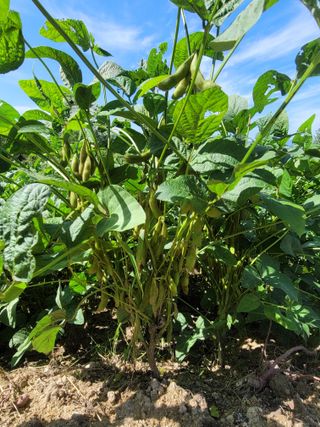 우경농원님의 10월 농사 성적 자랑하기 · 참여글 작성글 사진