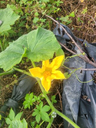 우경농원님의 10월 농사 성적 자랑하기 · 참여글 작성글 사진