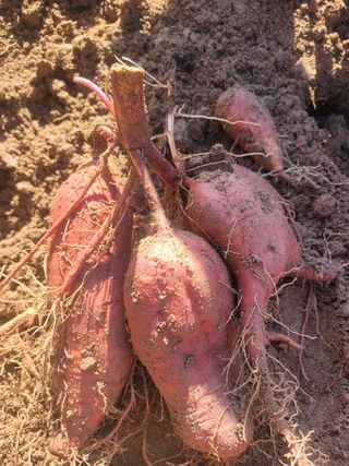 우경농원님의 10월 농사 성적 자랑하기 · 참여글 작성글 사진