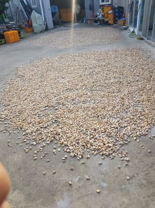 마늘 복숭아윤금자님의 10월 농사 성적 자랑하기 · 참여글 작성글 사진