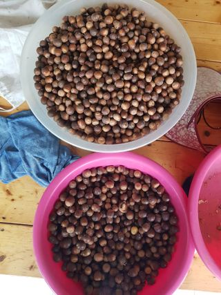 마늘 복숭아윤금자님의 10월 농사 성적 자랑하기 · 참여글 작성글 사진