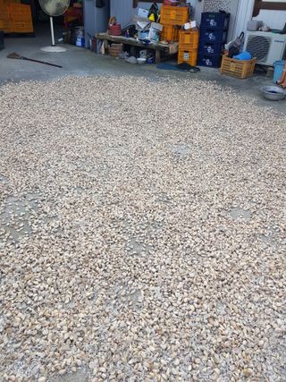 마늘 복숭아윤금자님의 10월 농사 성적 자랑하기 · 참여글 작성글 사진