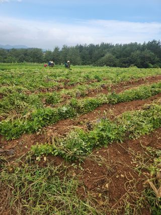 전명선님의 10월 농사 성적 자랑하기 · 참여글 작성글 사진