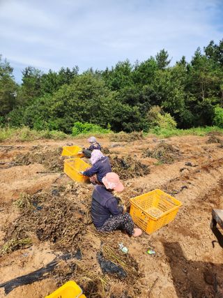 전명선님의 10월 농사 성적 자랑하기 · 참여글 작성글 사진