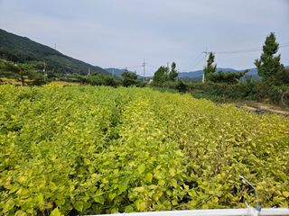 마중물0715님의 10월 농사 성적 자랑하기 · 참여글 작성글 사진