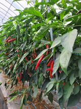 팜모닝 10월 농사 성적 자랑하기·참여글 게시글 이미지