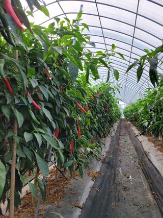 김종수님의 10월 농사 성적 자랑하기 · 참여글 작성글 사진