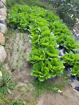 팜모닝 10월 농사 성적 자랑하기·참여글 게시글 이미지