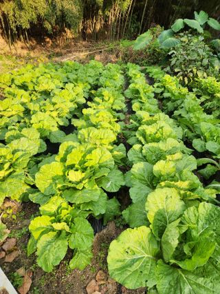 이인구님의 10월 농사 성적 자랑하기 · 참여글 작성글 사진