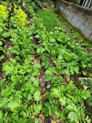 이인구님의 10월 농사 성적 자랑하기 · 참여글 작성글 사진