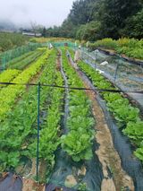 팜모닝 10월 농사 성적 자랑하기·참여글 게시글 이미지