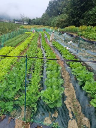 최영환님의 10월 농사 성적 자랑하기 · 참여글 작성글 사진