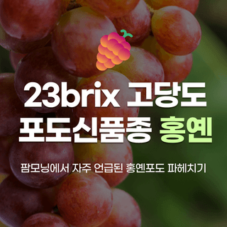 팜모닝 농사도우미님의 포도 · 농사길잡이 작성글 사진