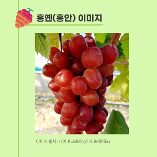 팜모닝 농사도우미님의 포도 · 농사길잡이 작성글 사진