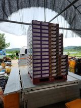 팜모닝 10월 농사 성적 자랑하기·참여글 게시글 이미지