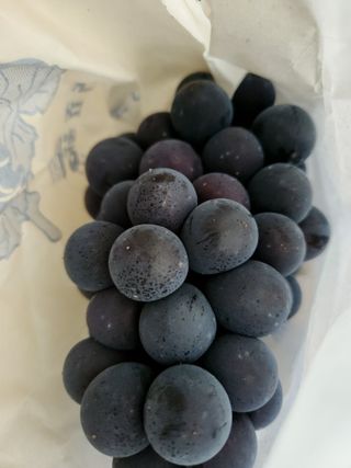 영동포도님의 10월 농사 성적 자랑하기 · 참여글 작성글 사진