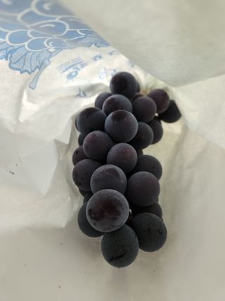 영동포도님의 10월 농사 성적 자랑하기 · 참여글 작성글 사진