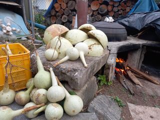 봉골농장님의 자유주제 · 자유게시판 작성글 사진