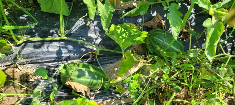 장터 상품 [오늘은 입추입니다.  농장에서의 일과는 더위 만큼 계속] 썸네일