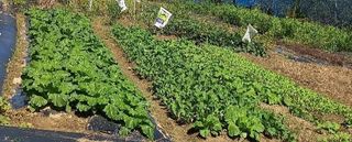 박은순 님의 10월 농사 성적 자랑하기 · 참여글 작성글 사진