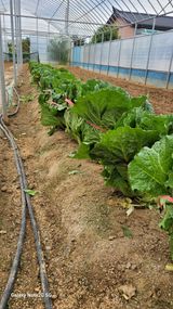 팜모닝 배추·일상 게시글 이미지