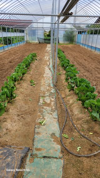 제주농부님의 배추 · 일상 작성글 사진