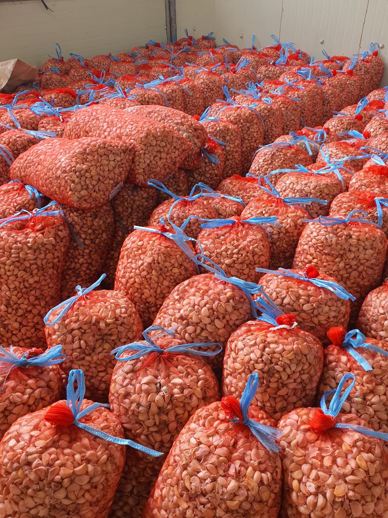 장터 상품 [대서마늘] 썸네일