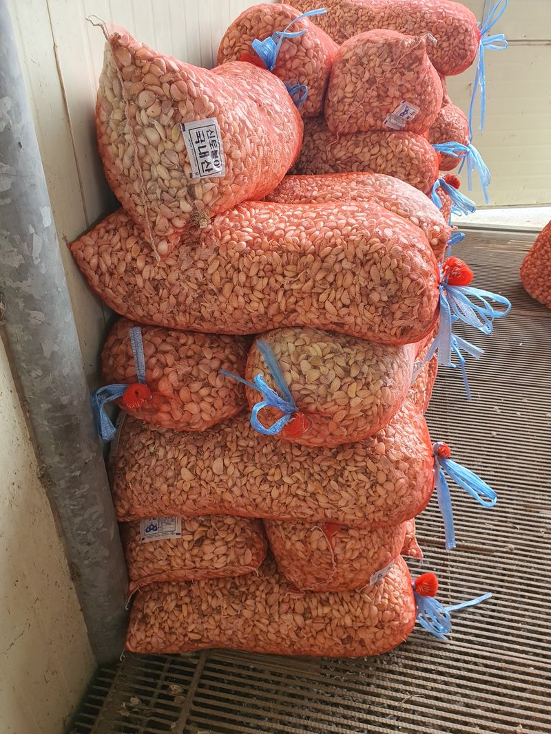 김영복님의 장터 판매 상품 [대서마늘] 첨부 사진