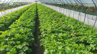 팜모님정보감사합니다님의 10월 농사 성적 자랑하기 · 참여글 작성글 사진