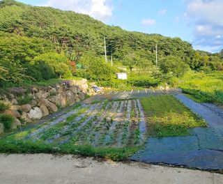 여행가자님의 배추 · 일상 작성글 사진