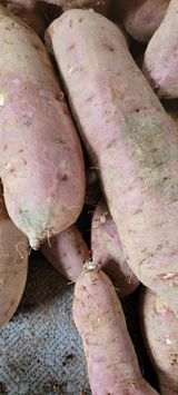 팜모닝 고구마·병해충상담 게시글 이미지