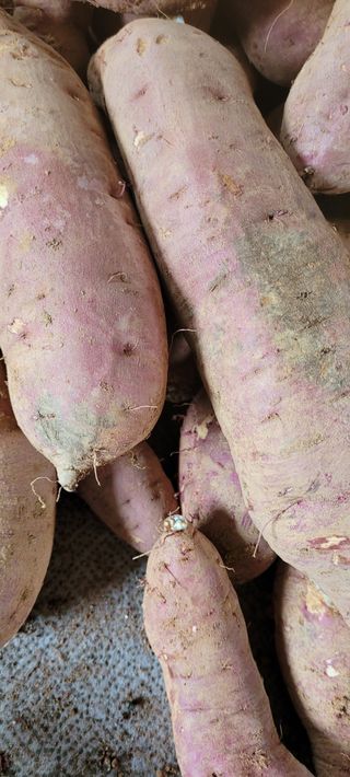 박영준님의 고구마 · 병해충상담 작성글 사진