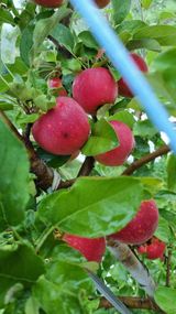 팜모닝 10월 농사 성적 자랑하기·참여글 게시글 이미지