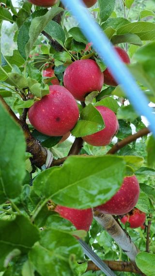 조동원님의 10월 농사 성적 자랑하기 · 참여글 작성글 사진