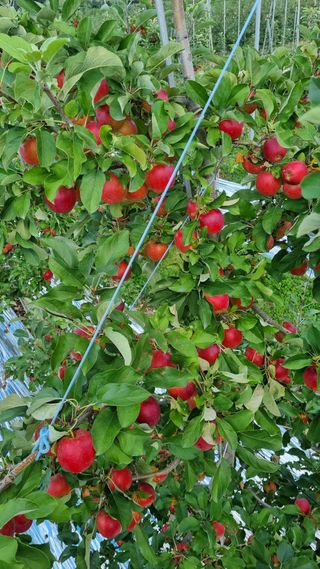 조동원님의 10월 농사 성적 자랑하기 · 참여글 작성글 사진