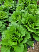 팜모닝 배추·일상 게시글 이미지