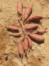 팜모닝 10월 농사 성적 자랑하기·참여글 게시글 이미지