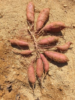 윤 바우님의 10월 농사 성적 자랑하기 · 참여글 작성글 사진