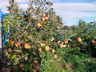 철남 김희곤님의 사과 · 영농일지 작성글 사진