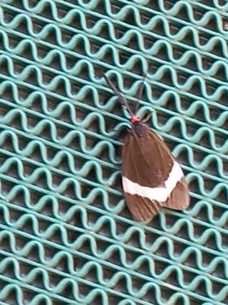 구인석님의 기타작물 · 병해충상담 작성글 사진